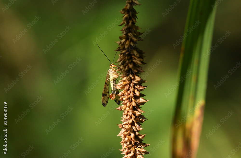 A hunting male Scorpion Fly (Panorpa communis) perched on a plant.