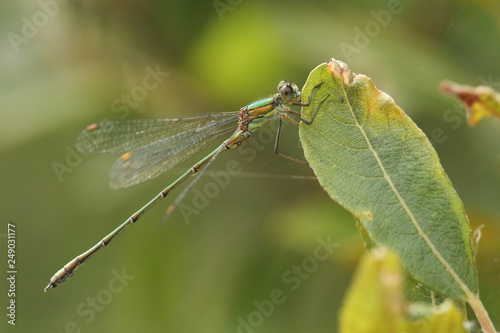 A stunning rare Willow Emerald Damselfly (Chalcolestes viridis) perched on a willow leaf.