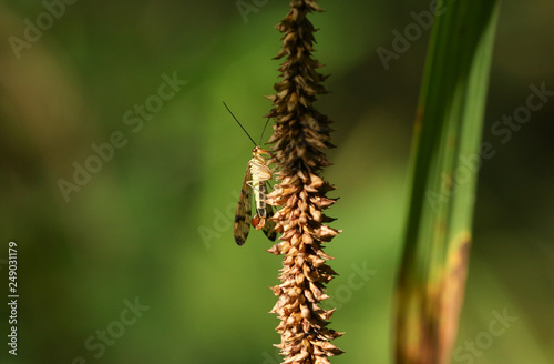 A hunting male Scorpion Fly (Panorpa communis) perched on a plant. © Sandra Standbridge