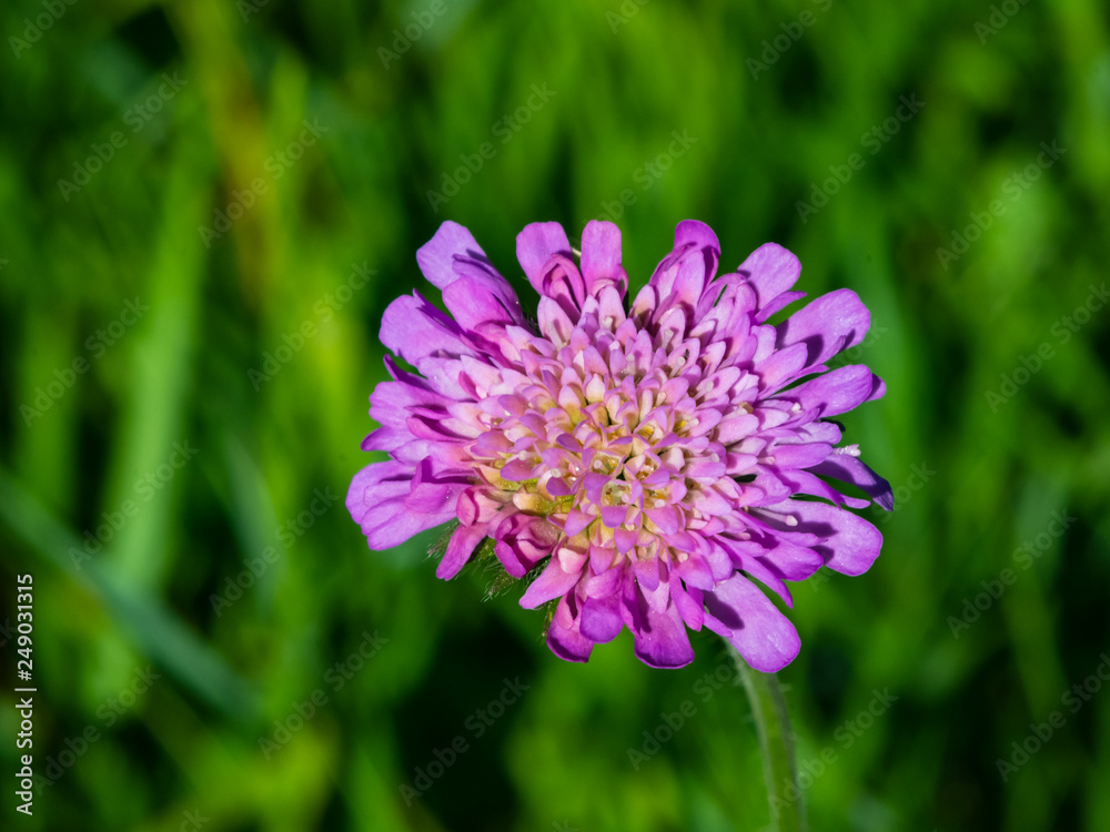 Flower of Field Scabious, Knautia Arvensis, with bokeh background macro, selective focus, shallow DOF Flower of Field Scabious, Knautia Arvensis, with bokeh background macro, selective focus, shallow DOF