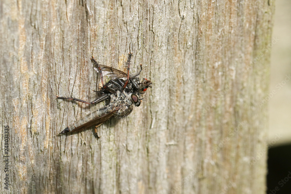 A Robberfly feeding on its prey another fly. A Robberfly feeding on its prey another fly.