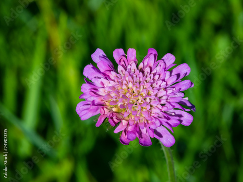 Flower of Field Scabious  Knautia Arvensis  with bokeh background macro  selective focus  shallow DOF
