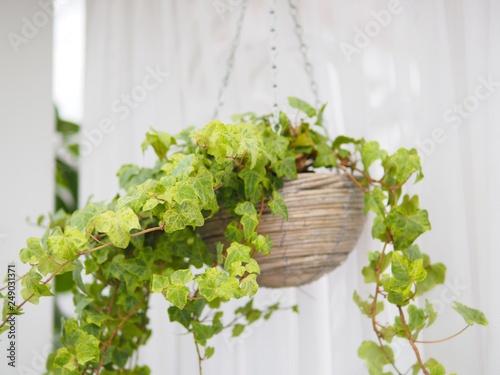 Green ivy plant in the wooden hanging pot for decoration home