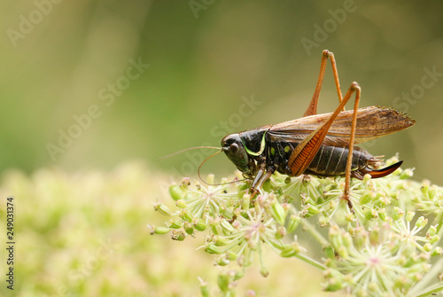 A Roesel's Bush-cricket (Metrioptera roeselii) perched on the edge of a flower.