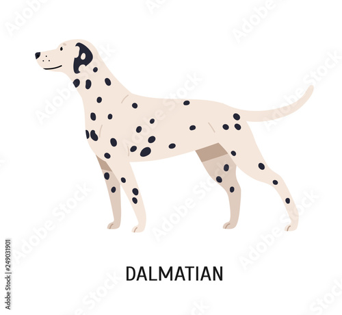 Dalmatian