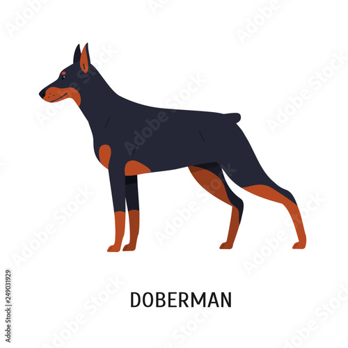 Dobermann or Doberman Pinscher