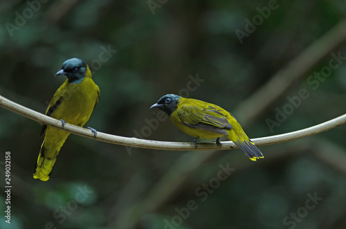 Black-headed Bulbul, Pycnonotus atriceps photo