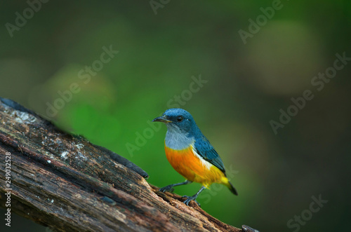 colorful bird Orange-bellied Flowerpecker © forest71