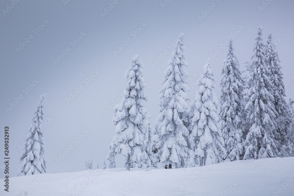 Frozen trees in foggy weather in winter.