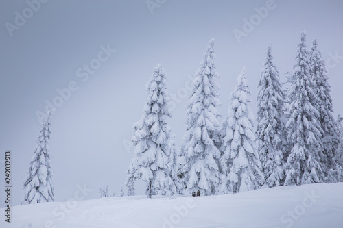Frozen trees in foggy weather in winter. © belyaaa