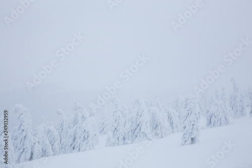 Frozen trees in foggy weather in winter.