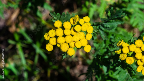 Blooming common tansy or tanacetum vulgare, golden buttons, macro, selective focus, shallow DOF