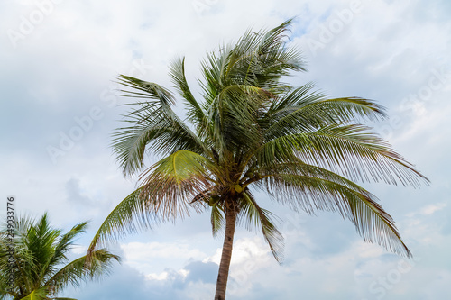 Tropical coconut trees Caribbean Sea