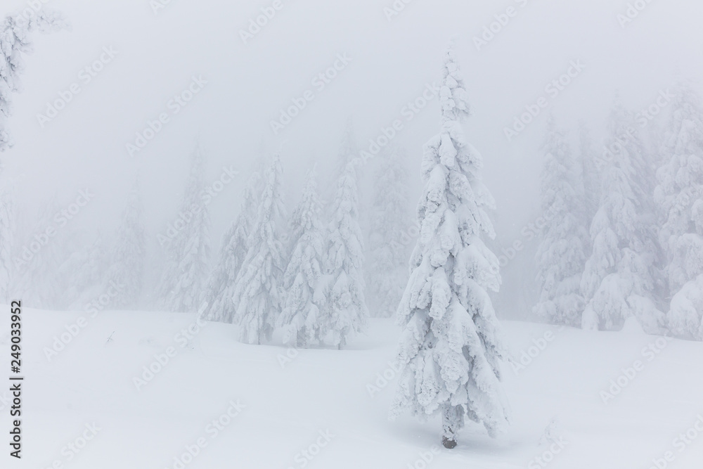 Frozen trees in foggy weather in winter.