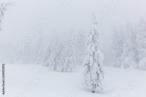 Wallpaper Mural Frozen trees in foggy weather in winter. Torontodigital.ca