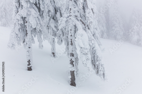 Frozen trees in foggy weather in winter.