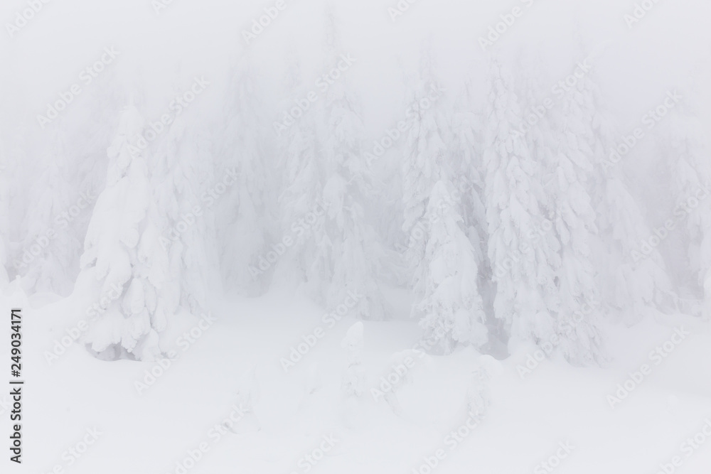 Winterland Winterland