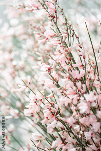 Close up Bouquet in a glass vase of light pink genista cytisus flowers. Pastel color. Spring flowering plant branches. flower shop