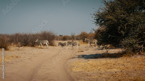 Zebras überqueren die Sandpiste im Makgadikgadi Pans Nationalpark, Botswana,