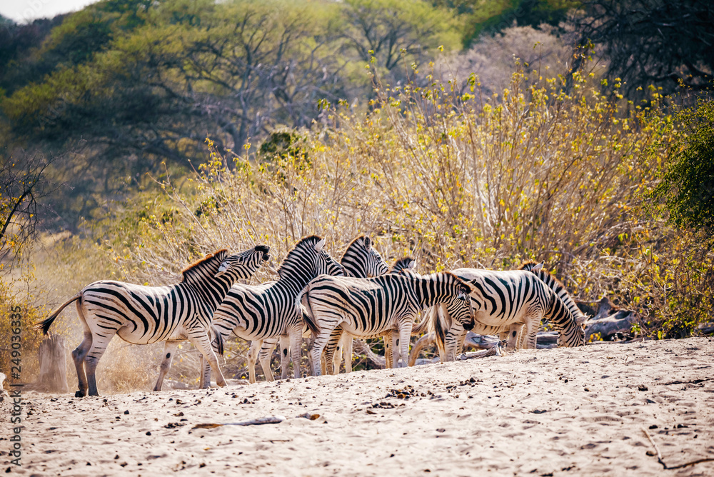 Naklejka premium Zebras stehen vor einem Busch kurz vor Sonnenuntergang, Makgadikgadi Pans Nationalpark, Botswana