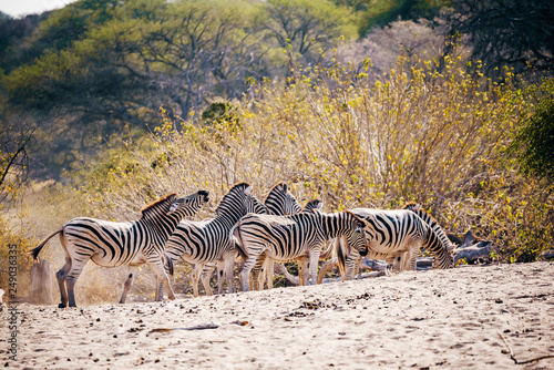 Zebras stehen vor einem Busch kurz vor Sonnenuntergang  Makgadikgadi Pans Nationalpark  Botswana
