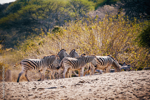 Zebras stehen vor einem Busch kurz vor Sonnenuntergang  Makgadikgadi Pans Nationalpark  Botswana