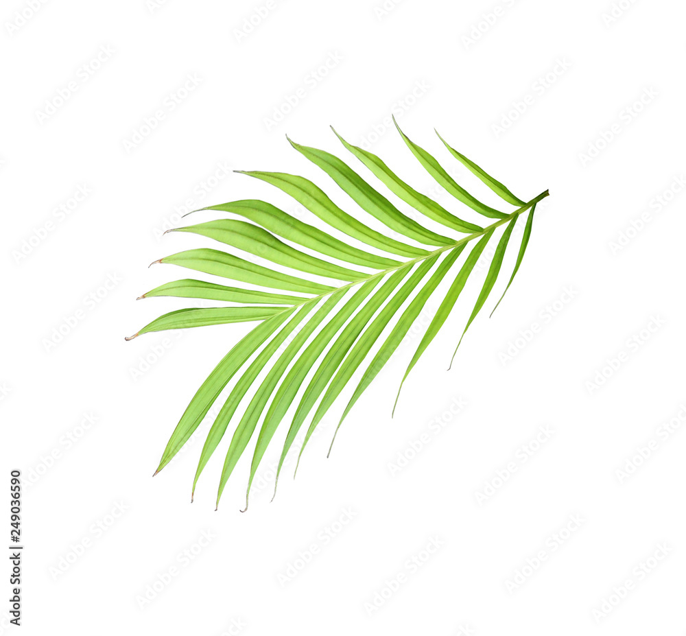 green leaf of palm tree isolated on white background green leaf of palm tree isolated on white background