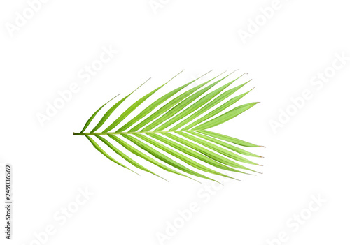 Fototapeta Naklejka Na Ścianę i Meble -  green leaf of palm tree isolated on white background