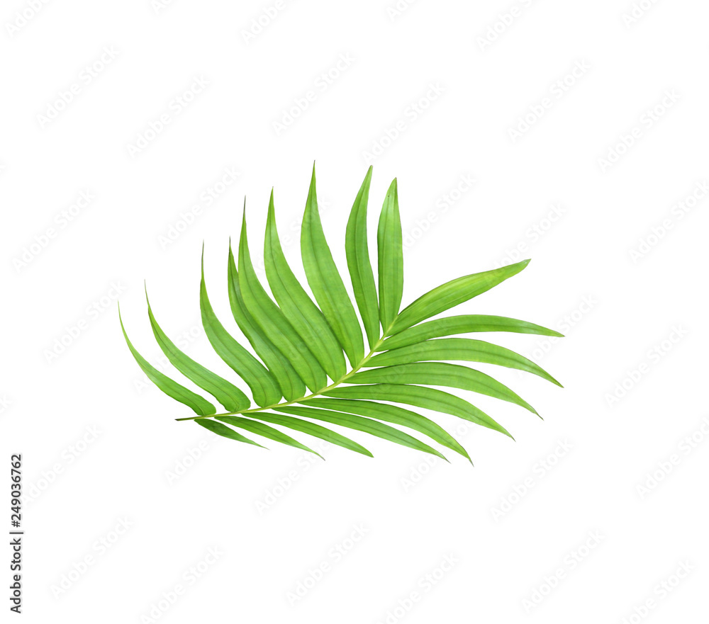 Fototapeta premium green leaf of palm tree isolated on white background