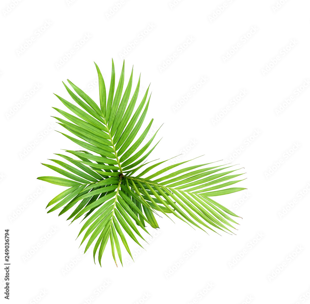 green leaf of palm tree isolated on white background green leaf of palm tree isolated on white background