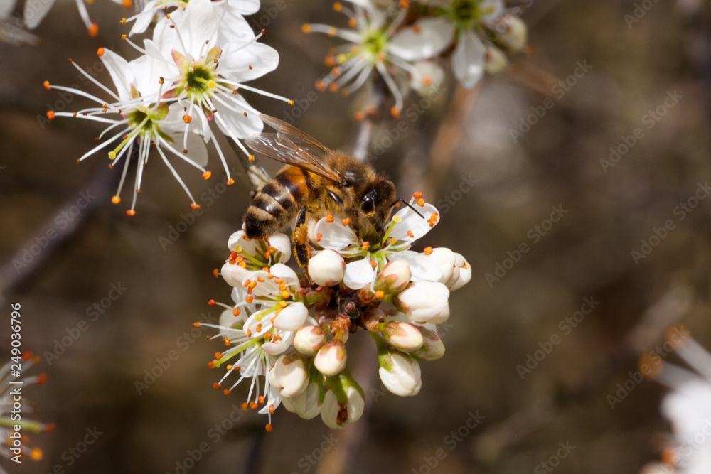 Blüten des Weißdorns mkit Biene Blüten des Weißdorns mkit Biene