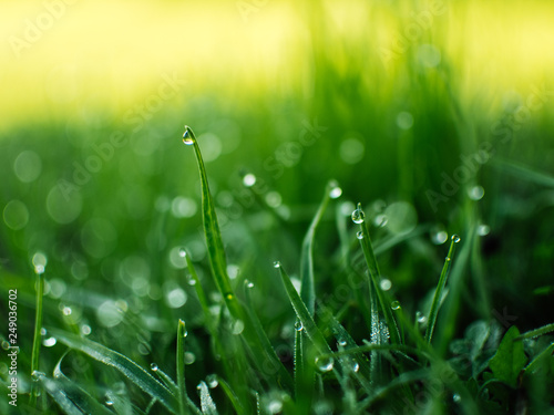Fototapeta Naklejka Na Ścianę i Meble -  Dew drops on the grass. Spring dawn.