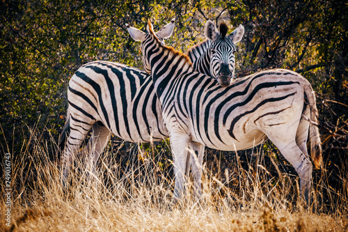 Zwei Zebras vor einem Busch bei Sonnenuntergang  Makgadikgadi Pans Nationalpark  Botswana