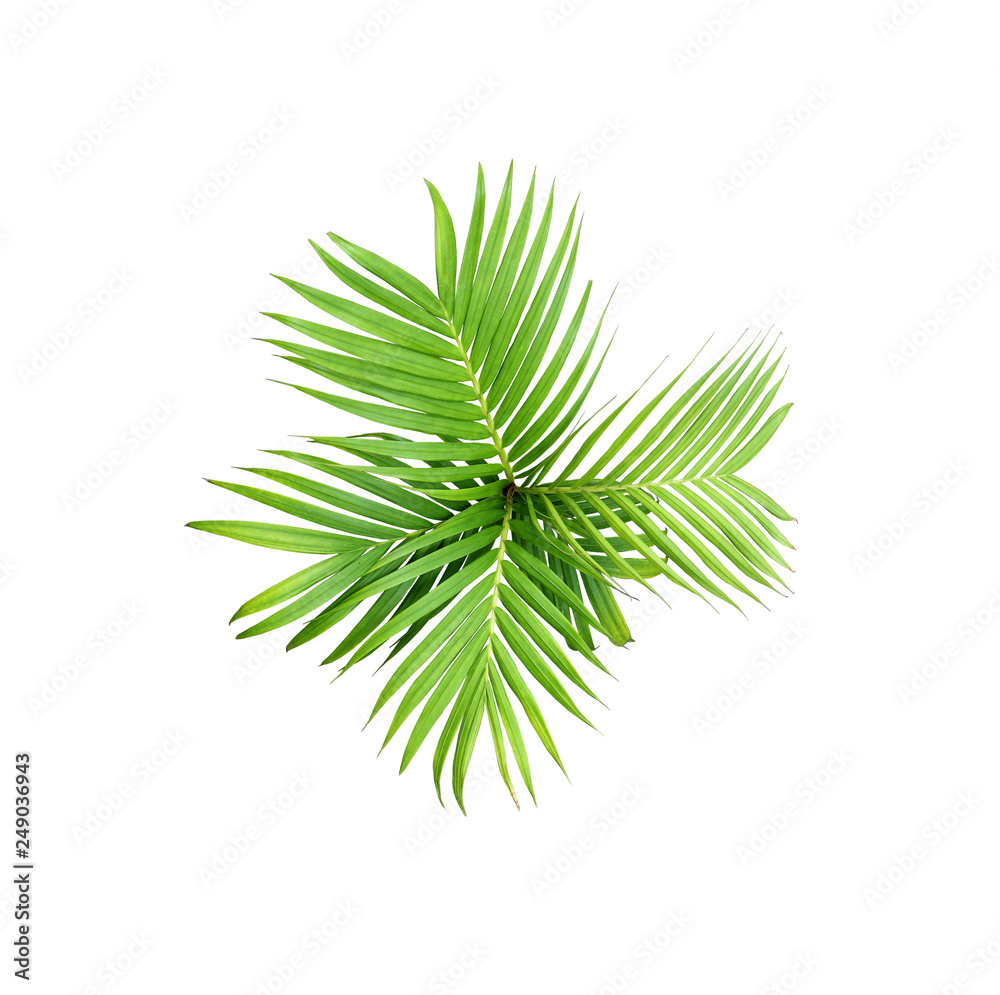 Fototapeta premium green leaf of palm tree isolated on white background