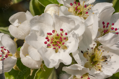 Blüten des Birnbaums photo