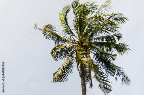 Coconut tree with sky background