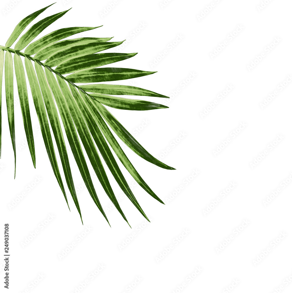 green leaf of palm tree isolated on white background green leaf of palm tree isolated on white background