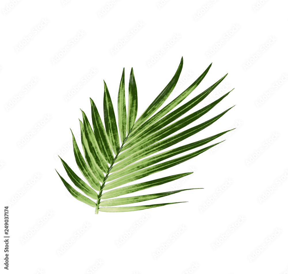 Fototapeta premium green leaf of palm tree isolated on white background