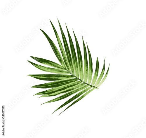 green leaf of palm tree isolated on white background