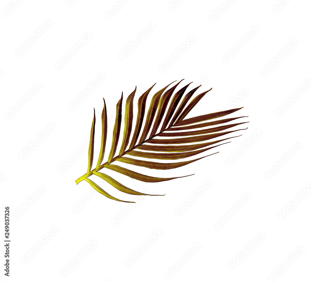 green leaf of palm tree isolated on white background green leaf of palm tree isolated on white background