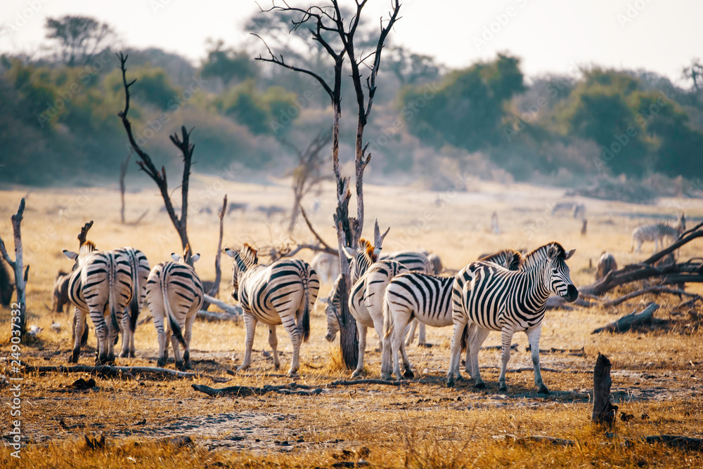 Obraz premium Eine Herde Zebras in der Abendsonne, Makgadikgadi Pans Nationalpark, Botswana