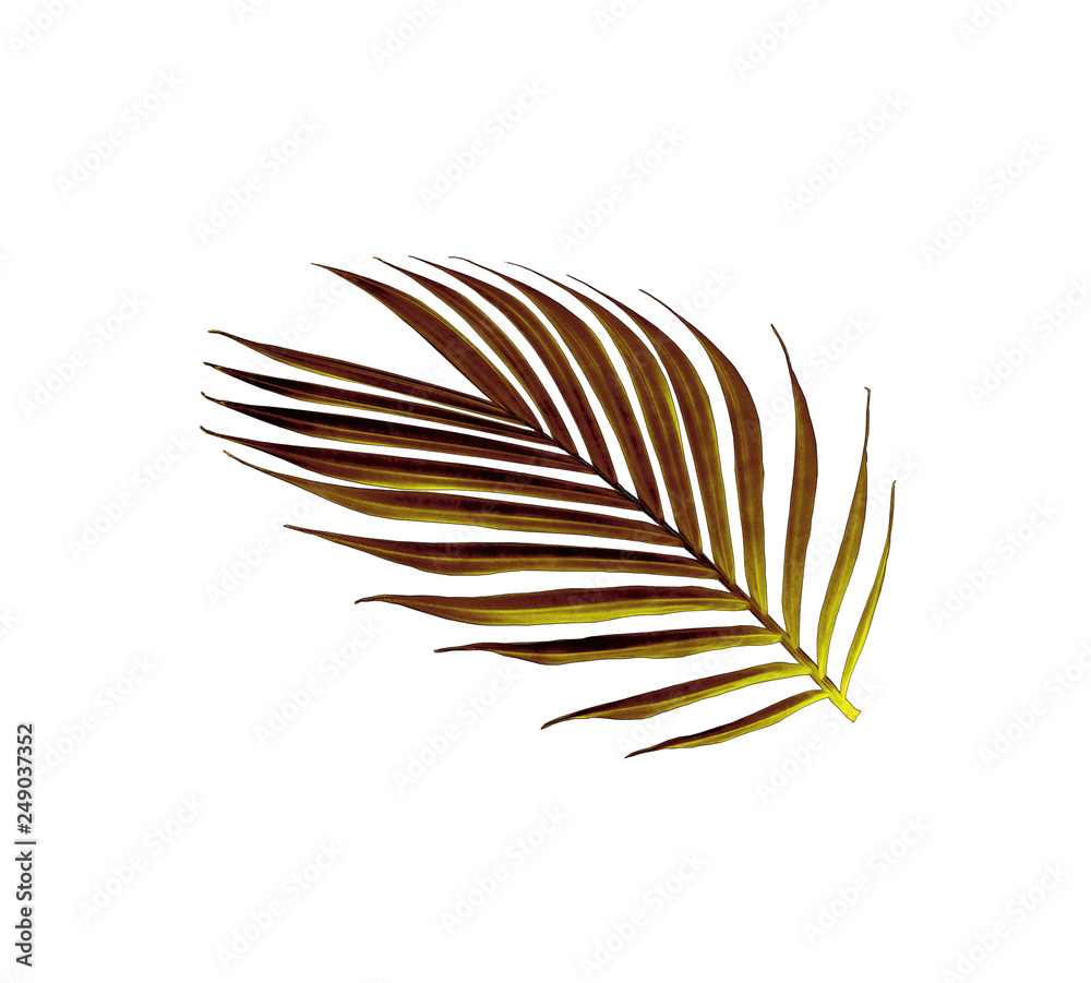 green leaf of palm tree isolated on white background
