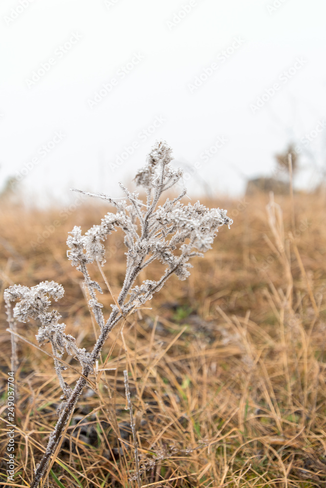 the first frost, frost on leaves and flowers. winter composition the first frost, frost on leaves and flowers. winter composition
