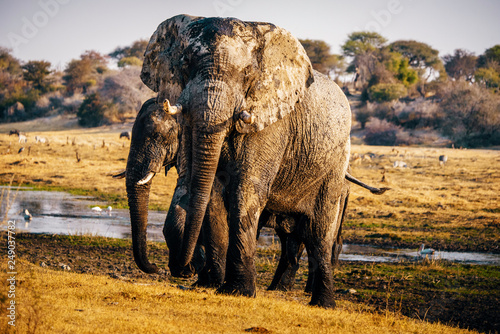 Zwei afrikanische Elefanten verlassen den Fluss bei Sonnenuntergang  Makgadikgadi Pans Nationalpark  Botswana