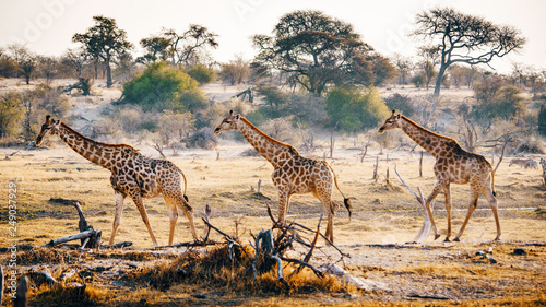 Drei Giraffen in der Abendsonne  Makgadikgadi Pans Nationalpark  Botswana