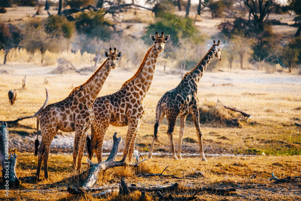 Obraz premium Drei Giraffen in der Abendsonne, Makgadikgadi Pans Nationalpark, Botswana