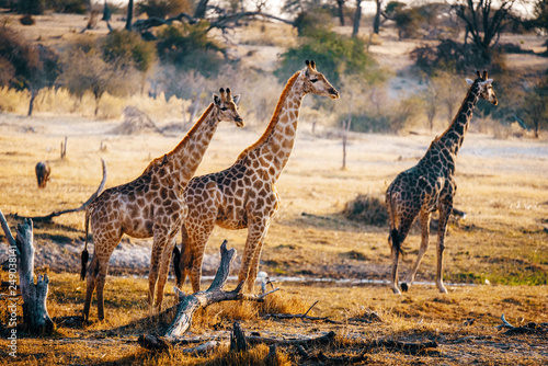 Drei Giraffen in der Abendsonne  Makgadikgadi Pans Nationalpark  Botswana