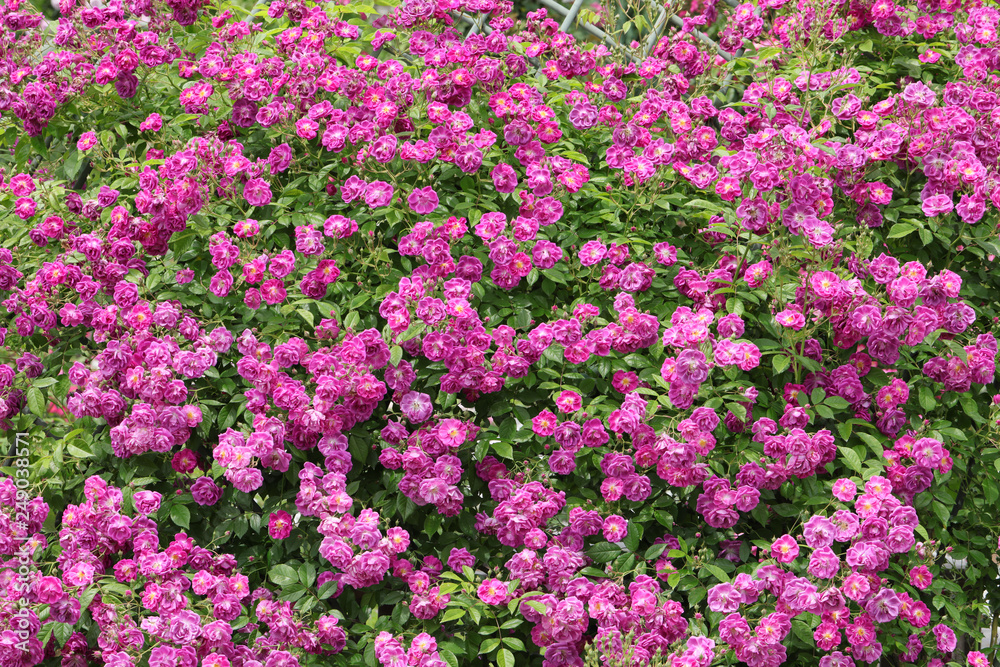 Naklejka premium ばら園 薔薇ガーデン ばら公園 薔薇 バラ ばら