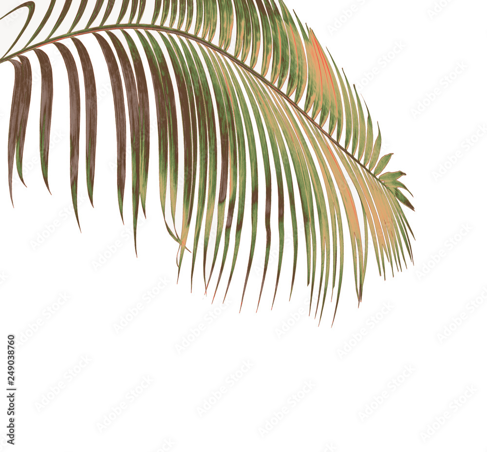 Obraz premium concept summer with green palm leaf from tropical . frond floral leaves branches tree isolated on white pattern background. flat lay, top view.