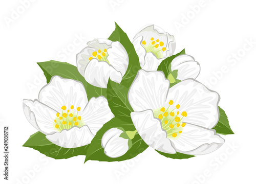 Banner with bouquet of jasmine flowers. White fragrant flowers and green leaves isolated on white background. Vector floral illustration in cartoon simple flat style.